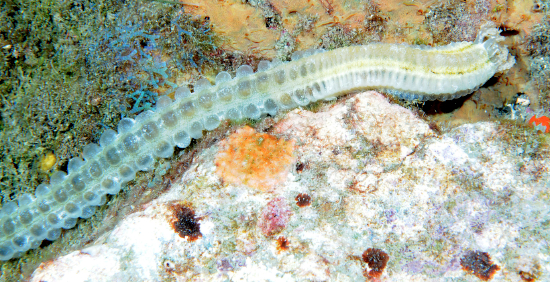  Euapta lappa (Beaded Worm Cucumber)